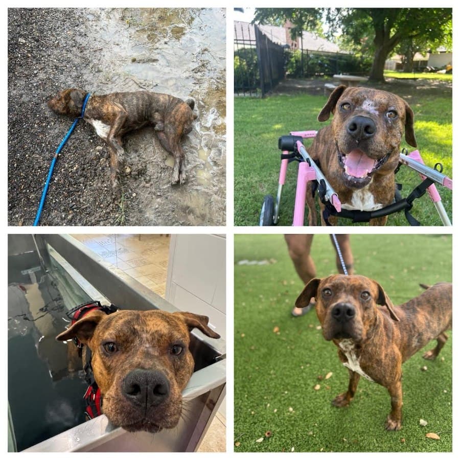 Benny, a brindle rescue dog, through rehab and walking again with his family