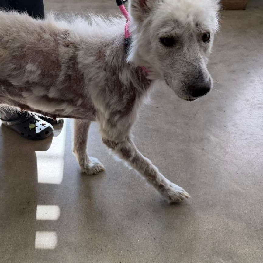Giselle, a white rescue dog, recovering from mange and neglect