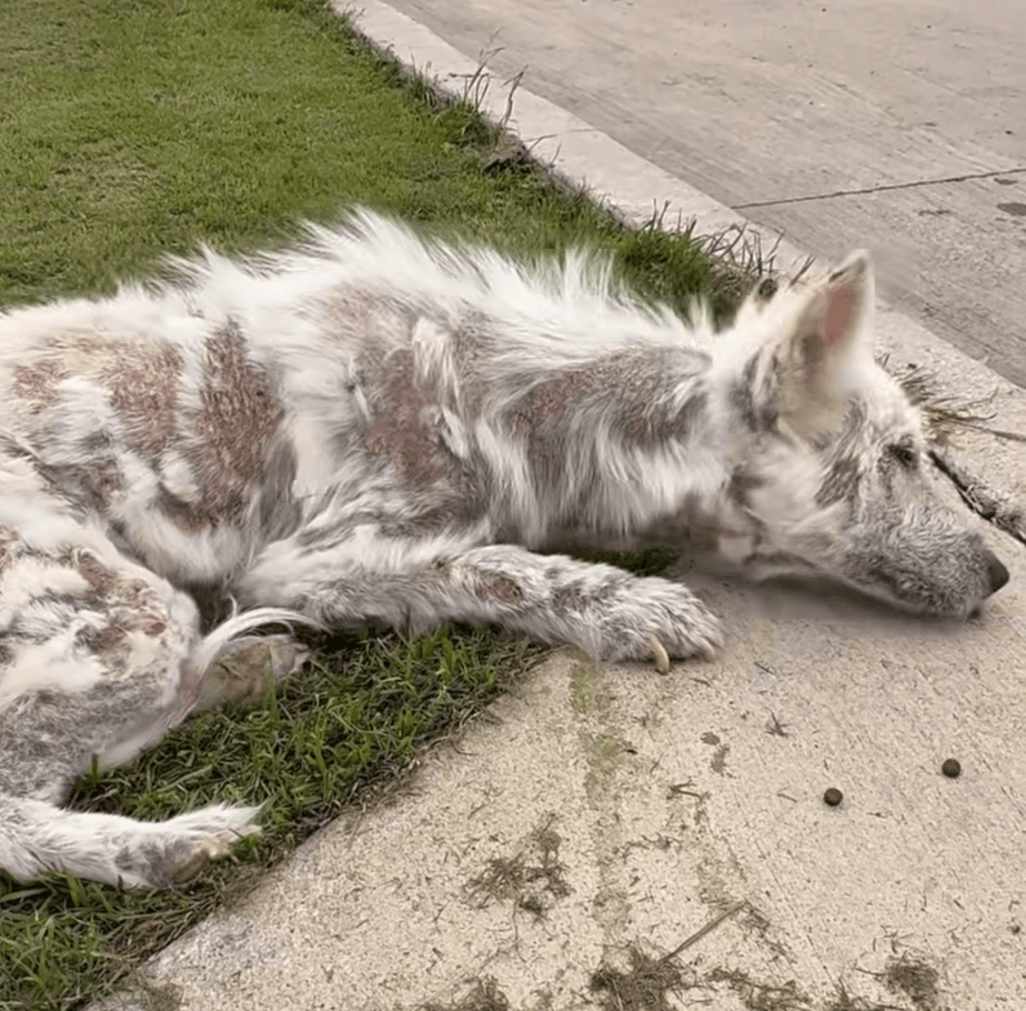 Giselle, a white rescue dog recovering from demodectic mange