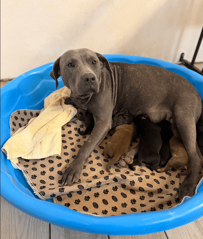 Shyla, a gray pit bull, nursing her puppies