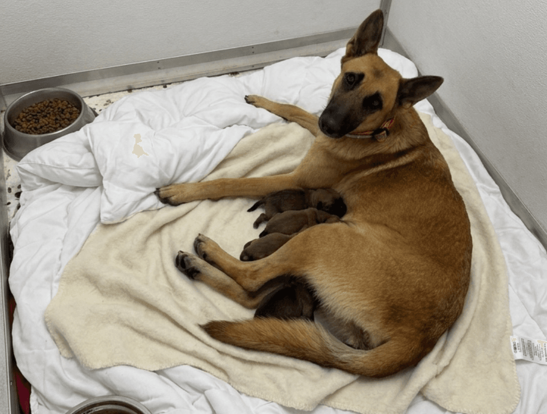 Stevie, a Belgian Malinois, resting with her puppies