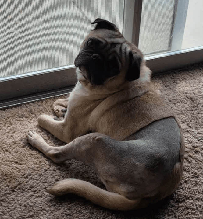 Walter, a pug, recovering after knee surgery