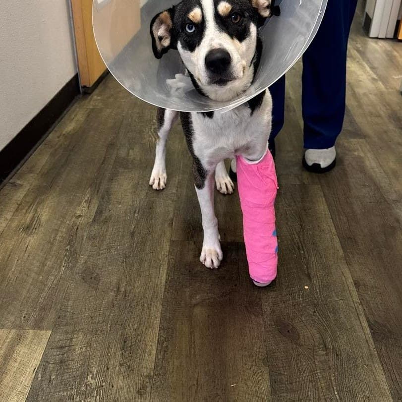 Yoda, a husky-mix rescue dog, recovering with a cast on her healing leg